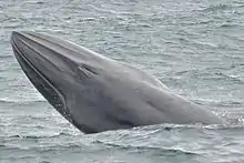 Bryde's whale head-slapping