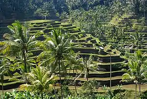 Image 84Example of Rice Terraces in Indonesia (from History of Indonesia)