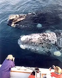 Southern right whales off Valdes Peninsula