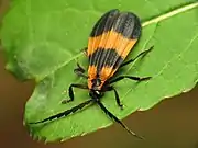 Calopteron reticulatum