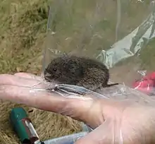 Bank vole, Myodes glareolus, in capture-release population study