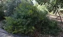 a squat shrub with fine foliage around a metre high