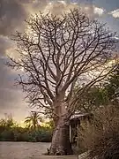 Baobab tree at the seaside entrance