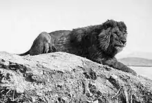 Male Barbary lion photographed in Algeria in 1893