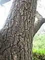 Bark from an old species in Luoyang