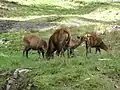 Barking deer (HP wildlife)