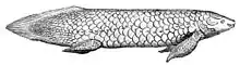 Queensland lungfish(Neoceratodus forsteri).