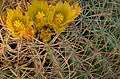 Barrel cactus flowers