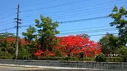 Flowered flamboyant trees in Santana