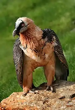 Bearded vulture