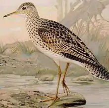 Upland sandpiper Bartramie ou maubèche des champs by Naumann.