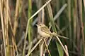 Plain Prinia