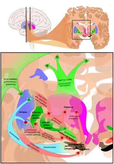 At the top, a line drawing of a side view of the human brain, with a cross section pulled out showing the basal ganglia structures in color near the center.  At the bottom an expanded line drawing of the basal ganglia structures, showing outlines of each structure and broad arrows for their connection pathways.