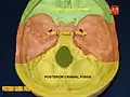 The anterior, middle and posterior cranial fossa in different colors