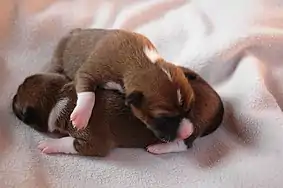 Image 43Newborn Basenji puppies (from Puppy)