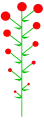 Determinate inflorescence with basipetal maturation