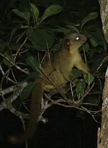 Brown procyonid in a tree at night