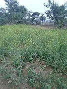 Sarso Khet