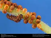 Pipevine swallowtail eggs with vertical stripes