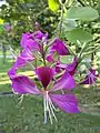 flower in Ajmiriganj, Sylhet, Bangladesh