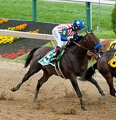 Bay racehorse with rider in stars and stripes-themed silks