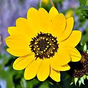 Flower from the Juno Dunes Natural Area