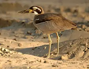 Beach stone-curlew standing on a beach