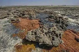 Beachrock covered with oil in Freiha.