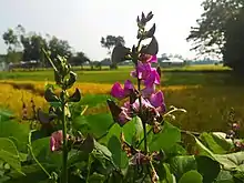 Flower in Jamalpur