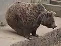 Bear in the Kufri zoo