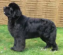 Black Newfoundland