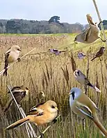 ID composite