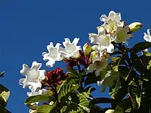 In bloom in Australia