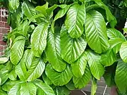 Leaves