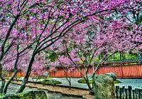 Blossoming cherry blossom trees in the Japanese Garden