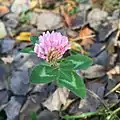 A lone flower rests among the park's fall leaves