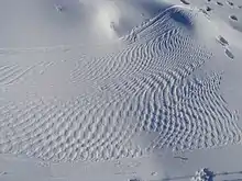 Beaver tail print on snow