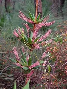 Leucopogon verticillatus flower