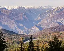 Mountain pine beetle damage at Hume Lake, California as of April 2016