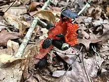 A specimen being consumed by insects including American carrion beetles.