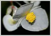 Close-up of flower