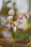 Flowers of putative variety roseflora