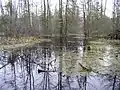 A swamp at peat mining near Rudensk