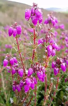 Bell heather