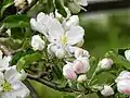 'Belle de Boskoop' apple flowers