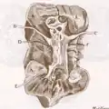 Drawing of kidney ducts by Lorenzo Bellini.