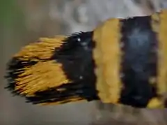 Close-up on abdominal brush