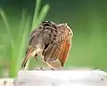 Showing wing colour while preening in Kolkata