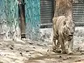 Bengal tiger