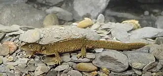 A brown newt under water, on gravel